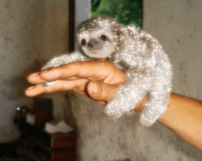 A small sloth with glittery fur.